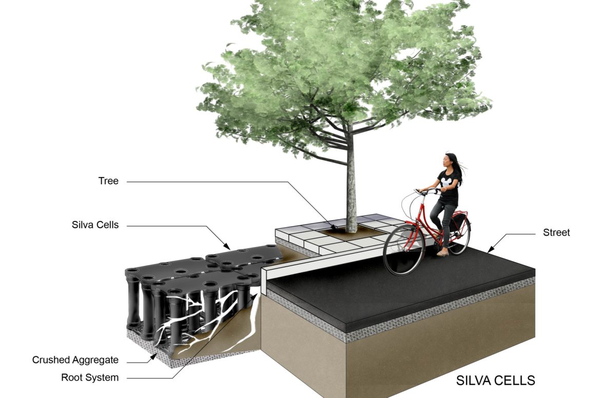 Designing for the Long-Term Health of Trees in our Urban Environment